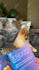 create a dog ugc with my pomeranian, amazon, tiktok, reels