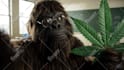 create viral ai bigfoot vlog videos and gorilla pov shorts