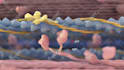 create 3d medical animation, medical video, 3d medical animation video