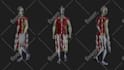 make a 3d model for animation and videogames