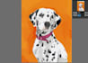 paint a digital pet portrait