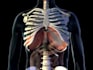 provide  3d medical animation