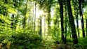 create meditation videos with nature sound and soft music