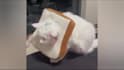 create 3d  fun and engaging  kids learning videos