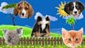 create wrong head  and eyes puzzle cartoon within 24 hours