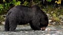 record the best sir david attenborough impression