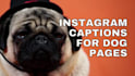 write social media captions for dog business