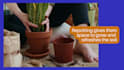 write plant gardening blog posts, indoor houseplants, and lawn care articles