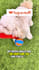 deliver engaging, scroll stopping dog ugc video content and authentic photos