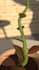 do 3d flower animation, 3d flower modelling, 3d flower rendering