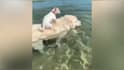 create funny and cute animal pets compilation videos