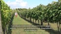 craft exceptional wine articles for your blog