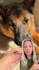 create ugc photography for your pet company