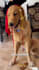 create ugc content with my dog