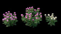 do 3d flower animation, flower animation, plant, flower, 3d model, 3d rendering