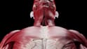 create accurate 3d medical animations for education and healthcare