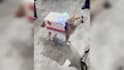 create funny animal videos and pets compilation within 24 hours