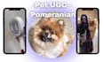 create a dog ugc with my pomeranian, amazon, tiktok, reels