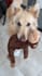 create ugc content, photos and videos with my dog