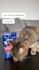 create a ugc video with cat