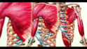 draw branded medical and scientific illustrations