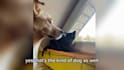collaborate on branded dog videos and authentic ugc