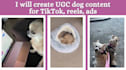 create ugc for you dog products or pet brand