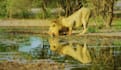 do a monetizable wild animals videos for youtube within 24 hours