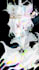 draw anime, manga, character design, fanart, pngtuber