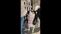 create ugc and ad videos for tiktok or ig
