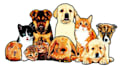 create animal cartoon image from your full pet image