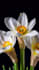 do 3d plant animation, flower design, 3d plant, 3d flower, 3d flower animation