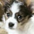make your pet sing happy birthday video