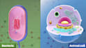 creat powerpoint presentation for biology and medical topics