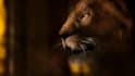 do realistic 3d animal animation animal model fur and xgen cgi integration