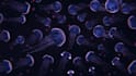 make you a stylistic animated wallpaper or background