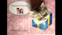 record my cat break through your birthday card