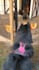 create amazing pet ugc videos with my cat or dog