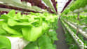 aquaponics and aquaculture projects