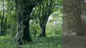 do colour grading and colour correction of your video