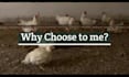 write unique SEO articles, blogs on dogs, cats, and all pets