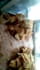 write indian food recipe blogs or articles for you