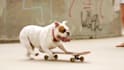 customize this video to promote your pet business