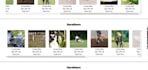design website with html plus csss design and tailwindcss