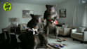 personalize pest control video ads with your branding