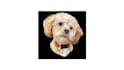 draw your pet into vector art