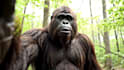 create gorilla and yeti vlogging videos, ai bigfoot vlog