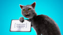 customize angry cat logo intro