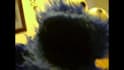 voice elmo, cookie monster and kermit