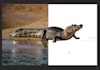 remove image background with clean edges and white or transparent output
